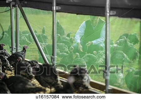 Picture - Turkeys in barn on free range farm. Fotosearch