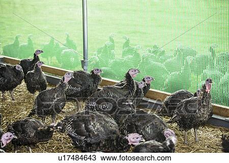 Turkeys in barn on free range farm View Large Photo Image Stock Image - Turkeys in barn on free range farm. Fotosearch