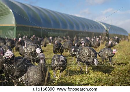 Stock Image - Turkeys on free range farm. Fotosearch
