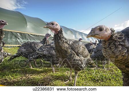Stock Image - Turkeys on free range farm. Fotosearch