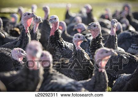 Turkeys on free range farm View Large Photo Image Stock Image - Turkeys on free range farm. Fotosearch