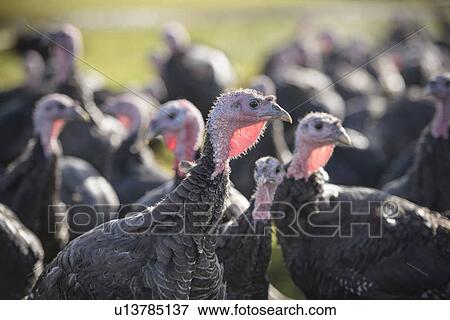 Stock Photo - Turkeys on free range farm. Fotosearch