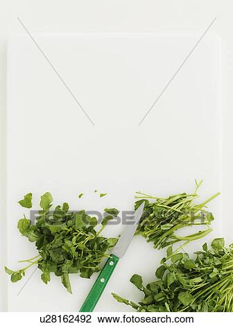 Watercress on cutting board View Large Photo Image Stock Image - Watercress on cutting board. Fotosearch