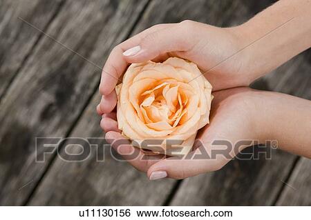 Woman cupping rose in hands View Large Photo Image Stock Photograph - Woman cupping rose in hands. Fotosearch
