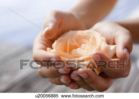 Stock Photography - Woman cupping rose in hands. Fotosearch