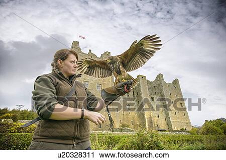 Stock Image - Woman with hawk and gauntlet outdoors. Fotosearch