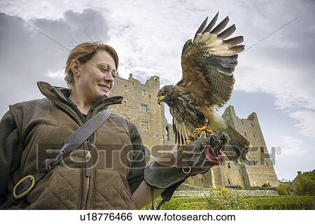 Woman with hawk and gauntlet outdoors View Large Photo Image Stock Photograph - Woman with hawk and gauntlet outdoors. Fotosearch