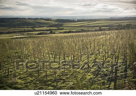 Young trees growing in rural field View Large Photo Image Stock Image - Young trees growing in rural field. Fotosearch