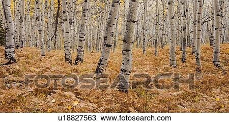 Aspen forest in autumn View Large Photo Image Stock Image - Aspen forest in autumn. Fotosearch