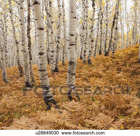 Aspen forest in autumn View Large Photo Image Stock Image - Aspen forest in autumn. Fotosearch