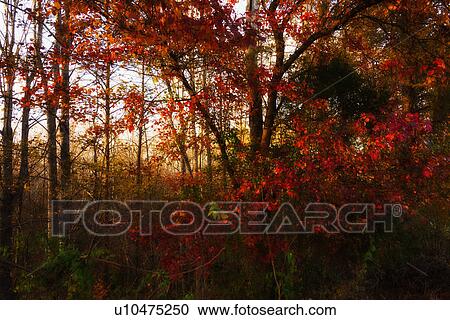 Stock Image - Autumn forest. Fotosearch