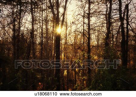 Autumn forest View Large Photo Image Stock Image - Autumn forest. Fotosearch