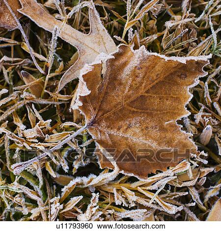 Autumn leaf View Large Photo Image Stock Image - Autumn leaf. Fotosearch