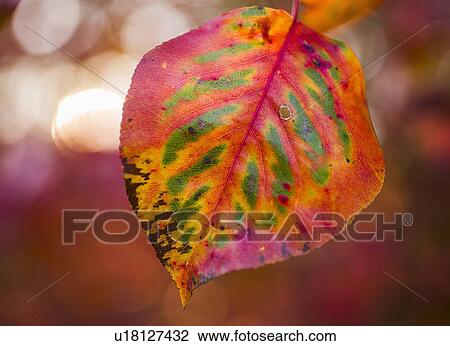 Autumn leaf View Large Photo Image Stock Image - Autumn leaf. Fotosearch