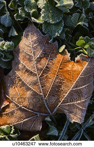 Autumn leaf View Large Photo Image Stock Photo - Autumn leaf. Fotosearch
