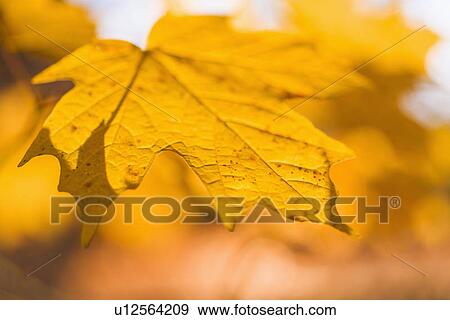 Autumn leaf View Large Photo Image Stock Photo - Autumn leaf. Fotosearch