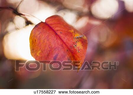 Stock Photo - Autumn leaf. Fotosearch