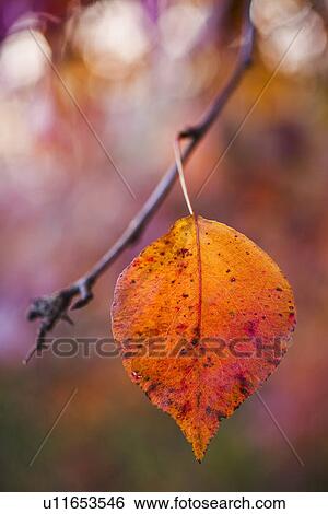 Autumn leaf View Large Photo Image Stock Photograph - Autumn leaf. Fotosearch