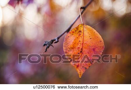 Autumn leaf View Large Photo Image Stock Photograph - Autumn leaf. Fotosearch