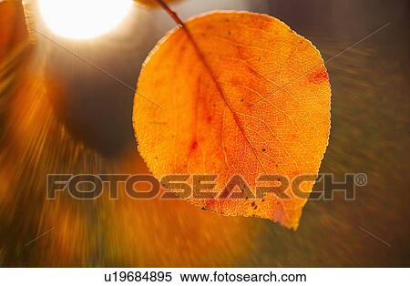 Stock Photography - Autumn leaf. Fotosearch