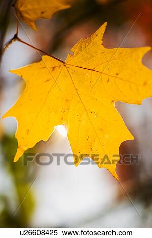 Autumn leaf View Large Photo Image Stock Photography - Autumn leaf. Fotosearch