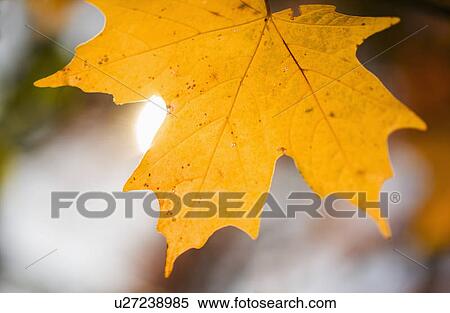 Autumn leaf View Large Photo Image Stock Photography - Autumn leaf. Fotosearch