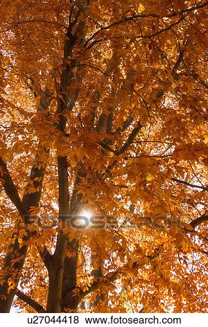 Stock Photo - Autumn leaves on tree. Fotosearch