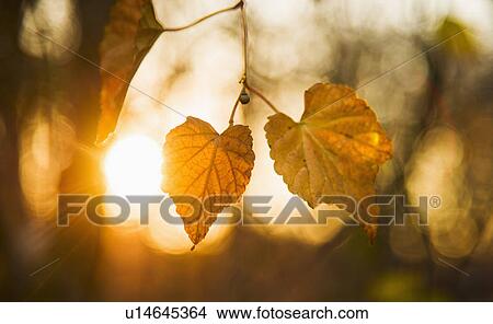 Picture - Autumn leaves. Fotosearch