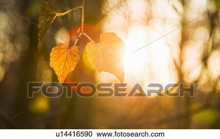 Autumn leaves View Large Photo Image Stock Image - Autumn leaves. Fotosearch