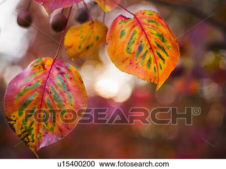 Autumn leaves View Large Photo Image Stock Image - Autumn leaves. Fotosearch