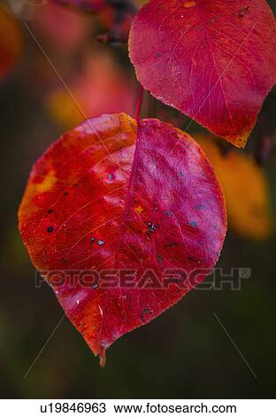Stock Image - Autumn leaves. Fotosearch