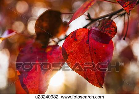 Autumn leaves View Large Photo Image Stock Image - Autumn leaves. Fotosearch