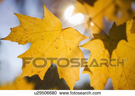 Autumn leaves View Large Photo Image Stock Image - Autumn leaves. Fotosearch
