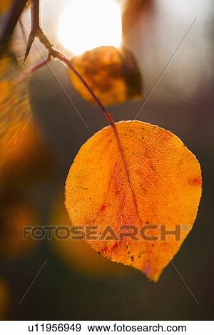 Autumn leaves View Large Photo Image Stock Photo - Autumn leaves. Fotosearch