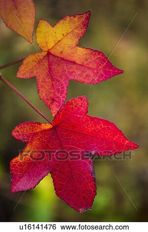 Autumn leaves View Large Photo Image Stock Photograph - Autumn leaves. Fotosearch