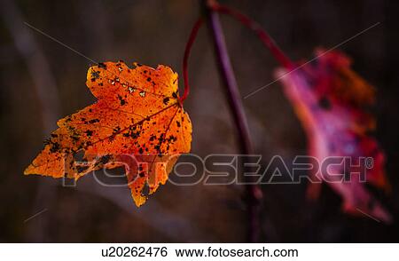Autumn leaves View Large Photo Image Stock Photograph - Autumn leaves. Fotosearch