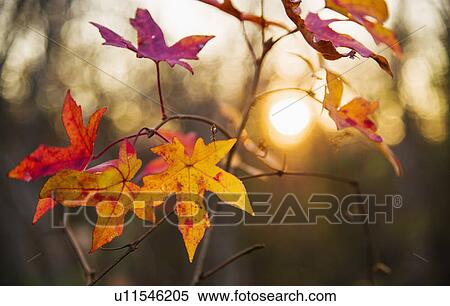 Autumn leaves View Large Photo Image Stock Photography - Autumn leaves. Fotosearch