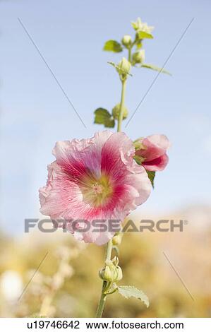Stock Image - close-up of flower head. Fotosearch