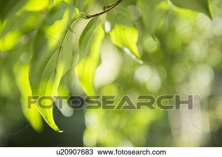 Stock Image - Close-up of green leaf. Fotosearch