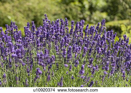 Picture - Close-up of lavender flowers. Fotosearch