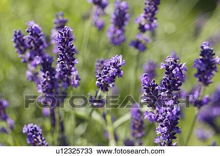 Close-up of lavender flowers View Large Photo Image Stock Image - Close-up of lavender flowers. Fotosearch