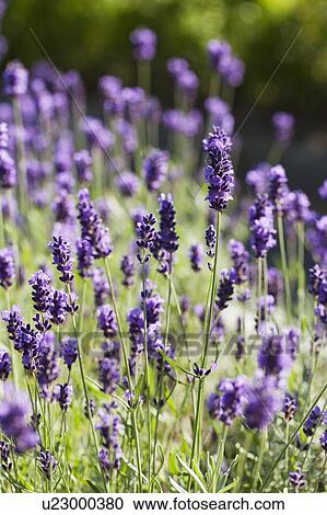 Close-up of lavender flowers View Large Photo Image Stock Image - Close-up of lavender flowers. Fotosearch