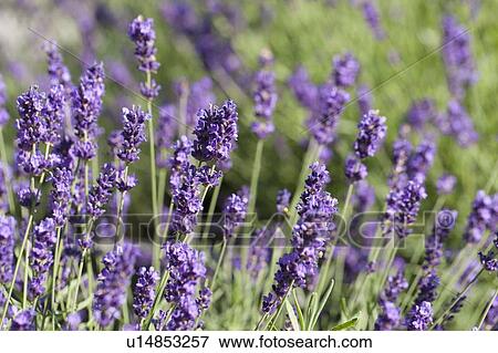 Close-up of lavender flowers View Large Photo Image Stock Photo - Close-up of lavender flowers. Fotosearch