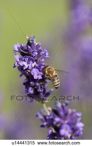 Close-up of lavender flowers View Large Photo Image Stock Photography - Close-up of lavender flowers. Fotosearch