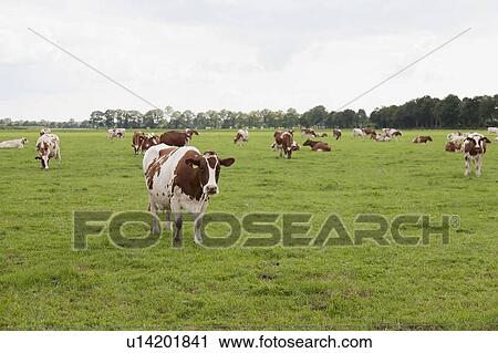 Cows on pasture View Large Photo Image Stock Image - Cows on pasture. Fotosearch