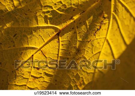 Picture - Detail of autumn leaf. Fotosearch