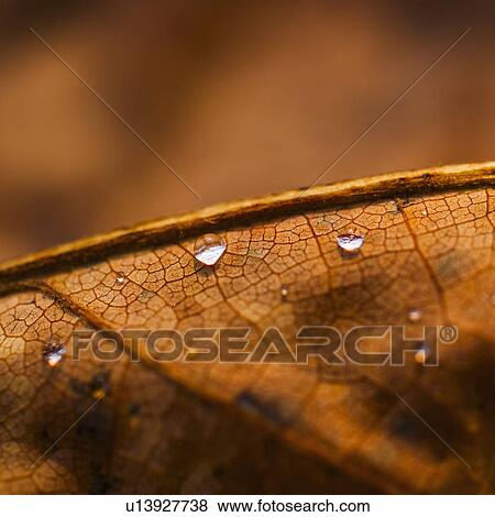 Stock Photo - Detail of autumn leaf. Fotosearch