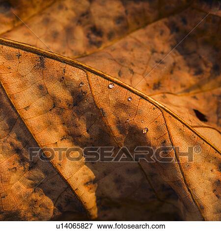 Detail of autumn leaf View Large Photo Image Stock Photo - Detail of autumn leaf. Fotosearch