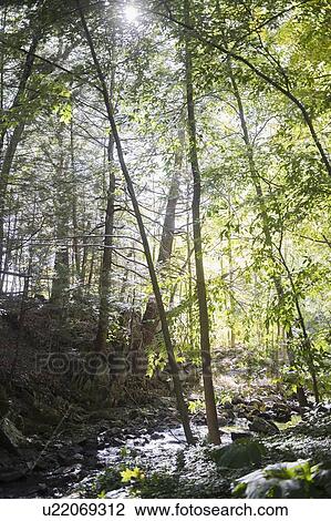 Stock Image - Forest. Fotosearch