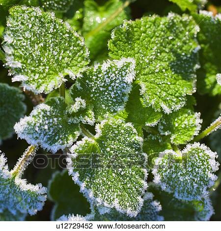 Frost on leaves View Large Photo Image Stock Image - Frost on leaves. Fotosearch